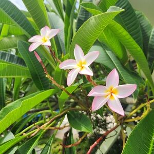 Pink Hawaiian Frangipani Fresh Plumeria cutting 12" tall 1x